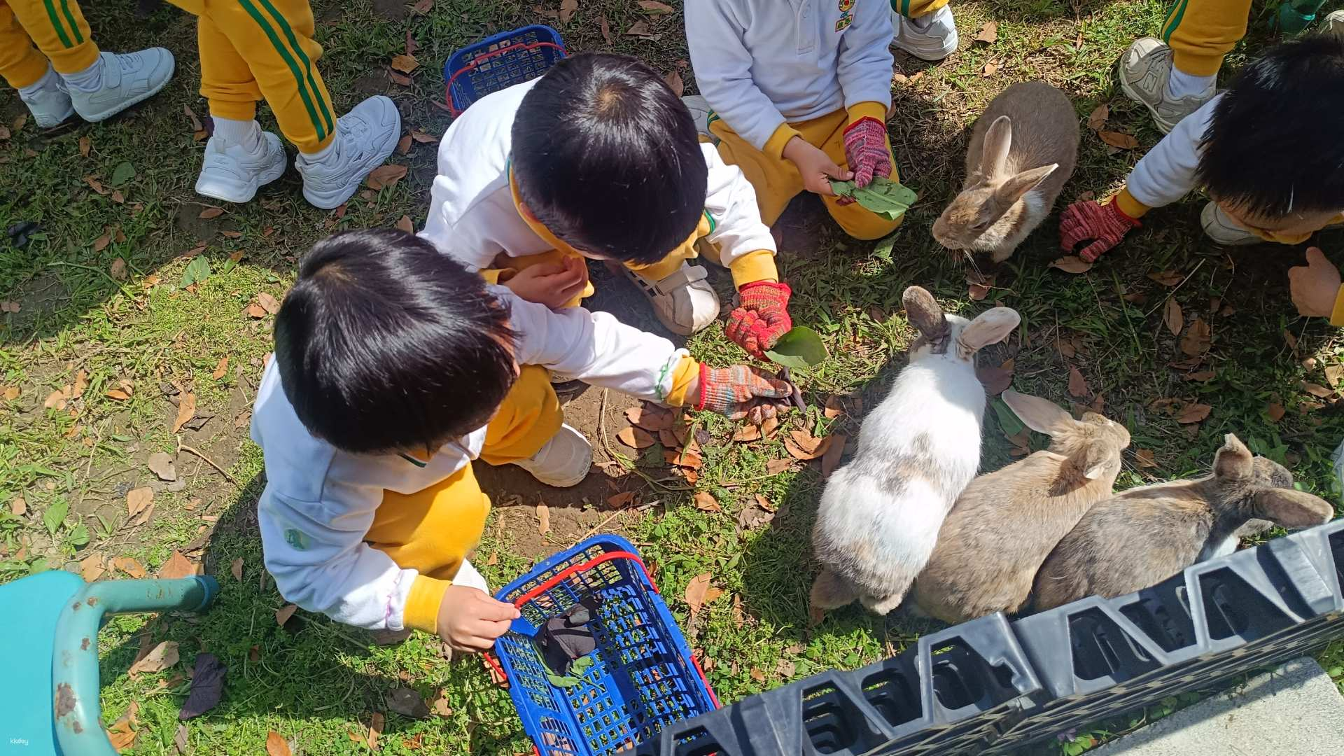 [Family-friendly destination] Easter discount｜Picking organic vegetables for feed｜Feeding sheep and rabbits｜Bounce bed workshop｜Homemade rosemary｜Chinese honey bee nursery｜Free car auction｜Herb farm｜Tai Po｜Tai Wo - Photo 1 of 10